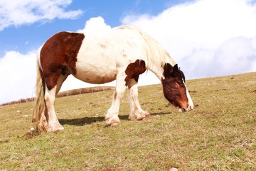 Llegua con cría, caballo de color marron y blanco