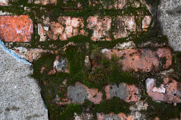 Background of green moss on red bricks of an abandoned building