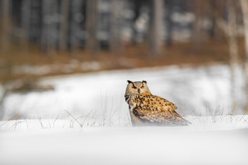 Beautiful owl from Russia, Eastern Siberian Eagle Owl, Bubo bubo, sitting in snow. Winter scene...