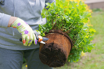 Fototapeta premium Planting plants step by step / ornamental shrub - root pruning secateurs