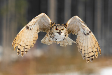 Eastern Siberian Eagle Owl flying in winter. Beautiful owl from Russia flying over snowy field. Winter scene with majestic rare owl.