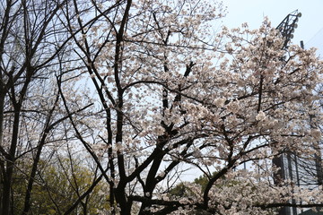 豊島公園の野球場と桜