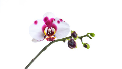 Gefleckte Orchidee isoliert mit Textfreiraum