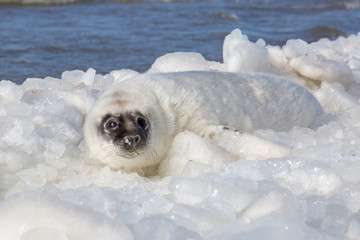 Obraz premium sea calf baby rest on the ice on the Baltic Sea coast