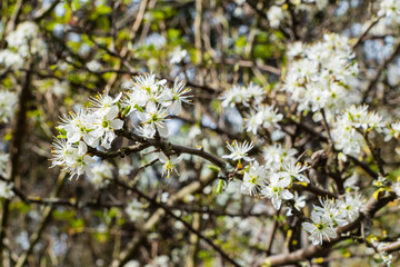 Schwarzdornblüte