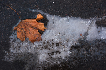 Dry maple leaf in ice on the asphalt