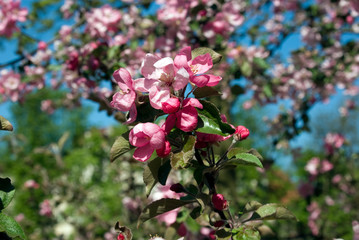 Apple tree blossom, Kaliningrad, Russian Federation