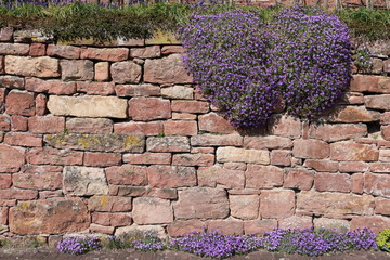 Naturstein-Mauer mit lila Blumen bewachsen als Hintergrund