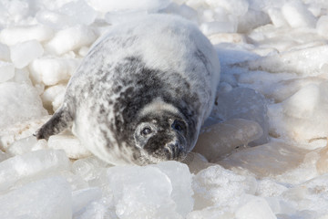 sea calf baby rest on the ice on the Baltic Sea coast