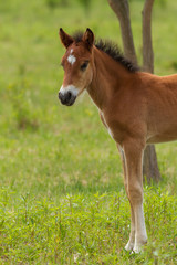 Nice foal on the meadow in springtime
