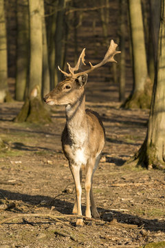 Portrait of a beautiful European deer standing in a forest in the Czech Republic. © Jan