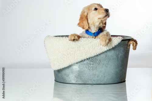 Cute Golden Retriever Puppy In A Wash Tub Stock Photo And