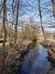 Kanał wodny w lesie © michalsen