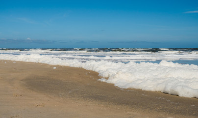 Foam algae along the Dutch coast