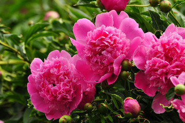 Beautiful pink Peony flowers bloom in the garden.