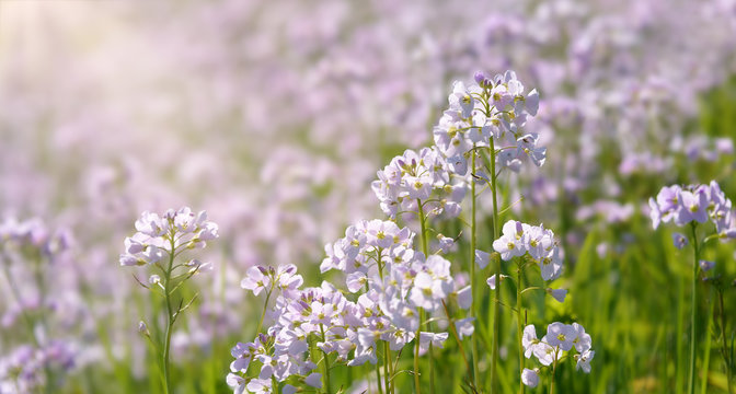 Wildflowers cuckoo-flower, Cardamine pratensis, in springtime, Germany