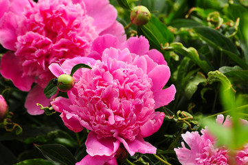 Beautiful pink Peony bloom in the garden.