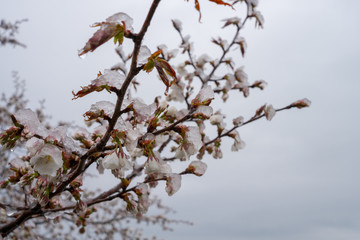 雪の積もるソメイヨシノ（桜）