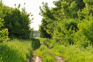 Fototapeta na wymiar Ground road in the forest. Summer rural landscape
