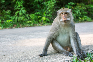 Monkey sitting on a road. Koh Chang island, Thailand.