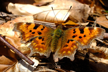 Motyl rusałka ceik (polygonia c-album) © Iwona