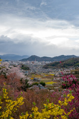 福島の桃源郷花見山公園から望む福島市