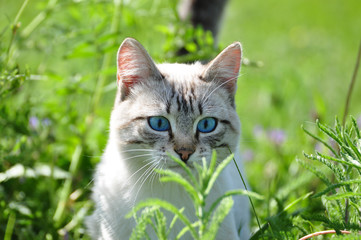 Naklejka na ściany i meble White cat with beautiful blue eyes in a green grass