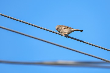 A cute sparrow sits on the wire against blue sky