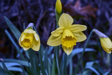 daffodils 3.j