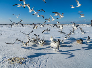 Fototapeta premium Seagulls are trying to take away food from swans in the winter of 2018.