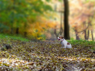 Jack Russell terrier puppy in autumn park, beautiful blurry colors.