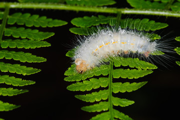 Caterpillar short after the rain