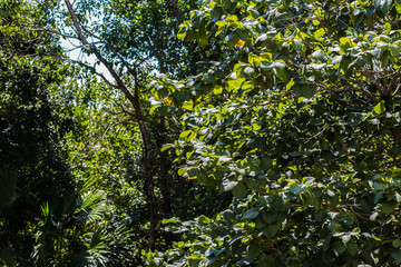 Tropical jungle on a sunny day