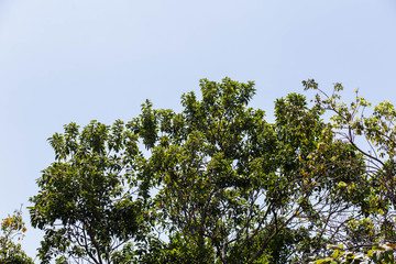 Green forest plant in a blue sky on a sunny day 
