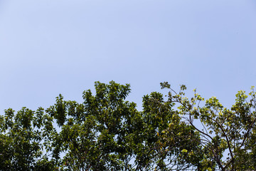 Green trees in a blue sky on a sunny day