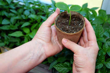 Hands of female gardener show a peat plant pot with sprouts cucumber.