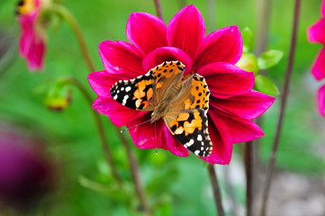 butterfly on a flower