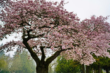 Beautiful cherry blossoms in UBC, Vancouver, BC, Canada