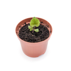 Cultivation of pelargonium (geranium) from seeds. Sprout of geranium in a pot on a white background