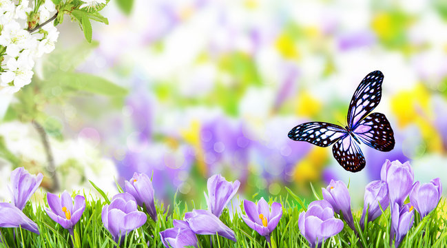 fr&uuml;hling sommer hintergrund schmettering wiese 