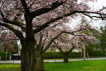 Obraz premium Beautiful cherry blossoms and fresh green lawn in UBC, Vancouver, BC, Canada