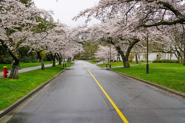 Beautiful cherry blossoms in UBC, Vancouver, BC, Canada