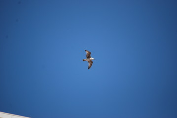 Möwe im Flug