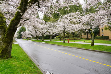 Beautiful cherry blossoms in UBC, Vancouver, BC, Canada