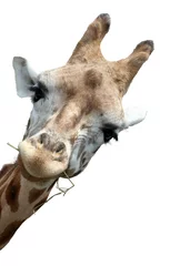 Photo sur Plexiglas Girafe Portrait de girafe, girafe regarde curieusement autour du coin, isolé sur fond blanc