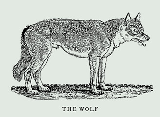 The wolf canis lupus in side view after vintage woodcut engraving from 18th century