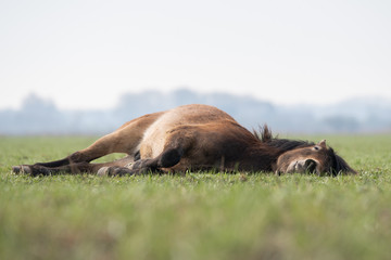 Exmoor Pony lying down