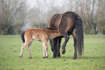 Naklejka na ściany i meble Exmoor Pony with foal