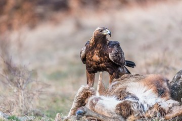 Portrait of a Golden Eagle (Aquila chrysaetos)