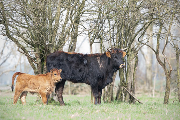 Taurus with calf